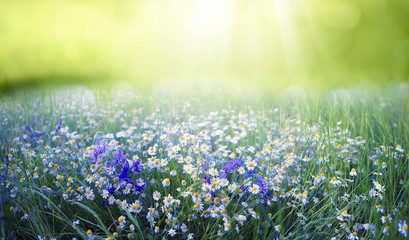 Wall Mural - Beautiful field meadow flowers chamomile and violet wild bells in morning green grass in sunlight, natural landscape, close-up. Delightful pastoral airy fresh artistic image nature.