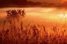 Fog Over Wetlands With Sunrise