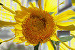 Sonnenblume abstrakt, Blume, Blüte, Deutschland, Europa
