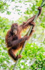 Wall Mural - Bornean orangutan (Pongo pygmaeus) on the tree. Wild nature. Central Bornean orangutan ( Pongo pygmaeus wurmbii ) in natural habitat. Tropical Rainforest of Borneo