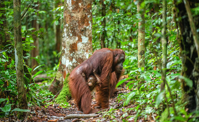 Wall Mural - baby orangutan and mother in a natural habitat. bornean orangutan (pongo pygmaeus wurmbii) in the wi