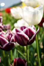 Closeup Of Purple White Tulips