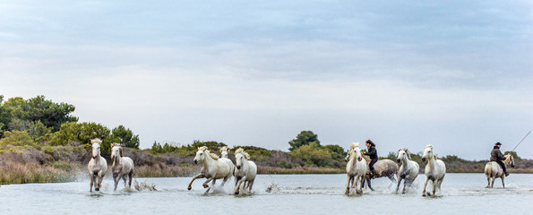 PROVENCE, FRANCE - 05 MAY, 2017: White Camargue Horses galloping. Riders on the White horses of Camargue galloping through water. Parc Regional de Camargue . France