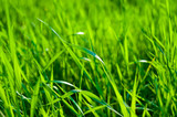 Fototapeta Na ścianę - Spring or summer natural abstract background with grass in the garden