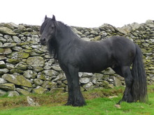  Fell Pony Is A Rare English Treasure, From The Mountains Of Crumbia. It Is One Of The Most Adaptable Horses Of Mountain And Moorland Pony Breed.