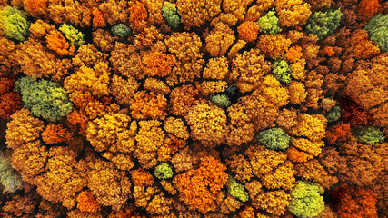 Poster - Aerial top view of autumn forest as natural background.