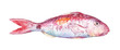 pink goatfish isolated on white