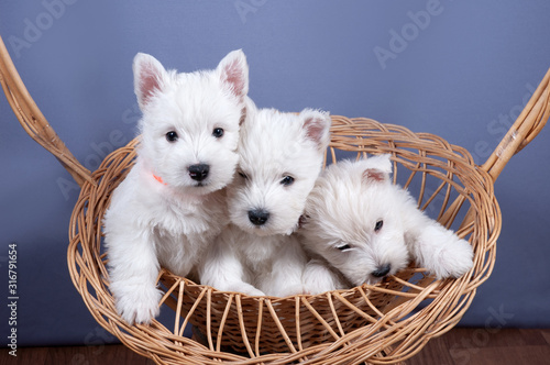 three funny white west highland terrier dogs puppy sit in their aviary for little dog indoor, dog breeding business concept