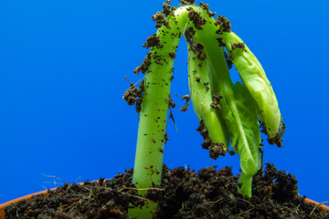 Canvas Print - Young bean sprout comes out of the soil. Growing out of soil with blue background