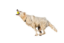 Berger Blanc Suisse / White Swiss Shepherd Dog Playing Fetch With Tennis Ball Against White Background