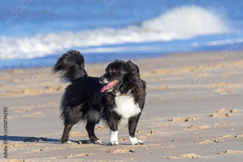 Cuadros en Lienzo Unleashed black and white border collie crossbreed on sandy beach along the coas