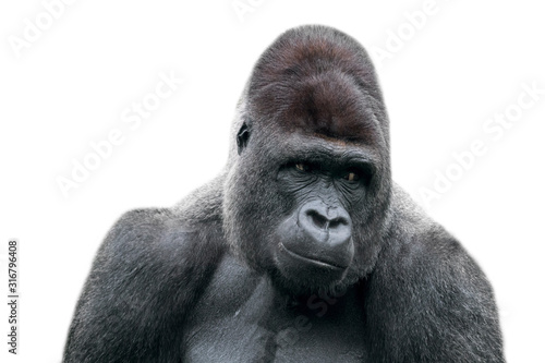 Fotografía Western lowland gorilla (Gorilla gorilla gorilla) close-up of male silverback ag
