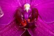Makroaufnahme einer lila blühenden Orchidee