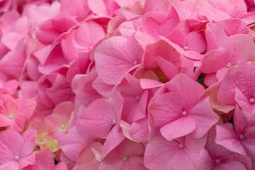 Wall Mural - Bunch of vibrant pink blooming Hydrangea flowers. Red hydrangea flowers in a city park. Close-up of a spherical inflorescence of red hydrangea in the garden