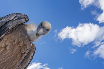 Worm's-eye view on griffon vulture (Gyps fulvus) looking down on prey against blue sky with white clouds