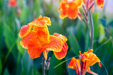 Wall Mural - Blooming orange canna or canna lily in the garden.