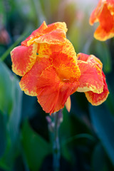Wall Mural - Blooming orange canna or canna lily in the garden.