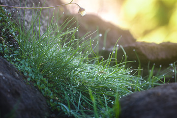 Wall Mural - Green grass with dew drops during sunrise and bokeh