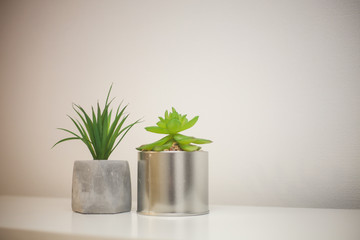 Wall Mural - Indoor plant succulent on table against white wall