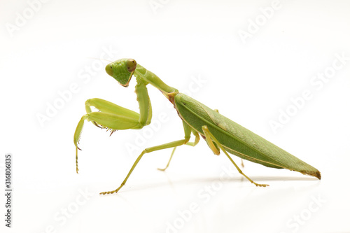Fotografía Giant Asian Green Praying Mantis (Hierodula membranacea) isolated on white background