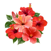 A Bouquet Of Red Hibiscus Flowers Isolated