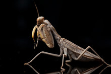 Giant Asian Brown Praying Mantis (Hierodula Membranacea) Isolated On Black Background.