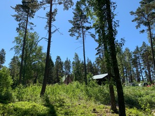 trees in the forest