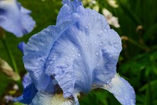 Beautiful Soft Blue Iris Flower With Raindrops On Petals