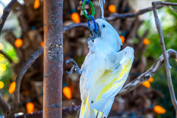 Wall Mural - Blue Eyed Cockatoo