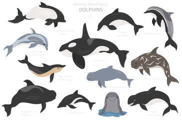 Wall Mural - Dolphins set. Marine mammals collection. Cartoon flat style design