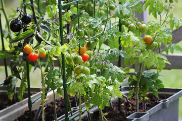 Container vegetables gardening. Vegetable garden on a terrace. Red, orange, yellow, black tomatoes growing in container