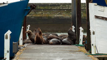 Seals Resting On A Dock At The Marina In Westport, Washington, USA