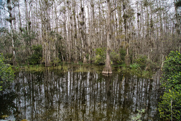  Florida Everglades wildlife, Mangroven, Äste, Dürre und Wasser