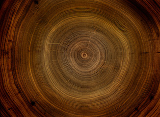 Old wooden oak tree cut surface. Detailed warm dark brown and orange tones of a felled tree trunk or stump. Rough organic texture of tree rings with close up of end grain.