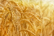 Ears of golden wheat on wheat field close up. Rural scenery of beautiful nature sunset. Background of ripening ears of wheat. Ripe cereal crop. Rich harvest concept.
