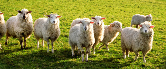 seven sheep in a row in a field looking at the camera