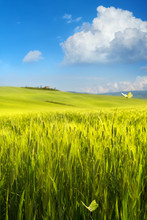 Italy Spring Countryside Landscape, Green Farmland Over Blue Sky