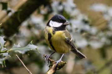 Canvas Print - great tit