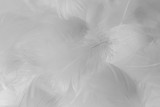 Fototapeta Boho - Beautiful abstract colorful black and white feathers on white background and soft gray feather texture on white pattern and gray background. black feather texture, white love banners valentine day.