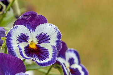 Wall Mural - Blue With White Flower Pansies closeup of colorful pansy flower