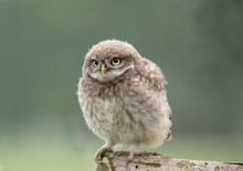 Fluffy Little Owl Chick