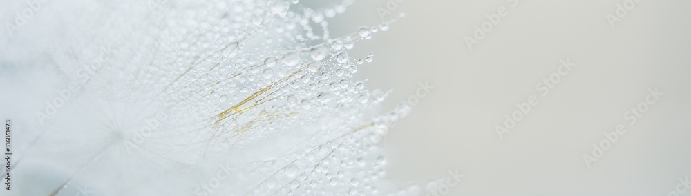 Beautiful dew drops on a dandelion seed macro. - obrazy, fototapety, plakaty 