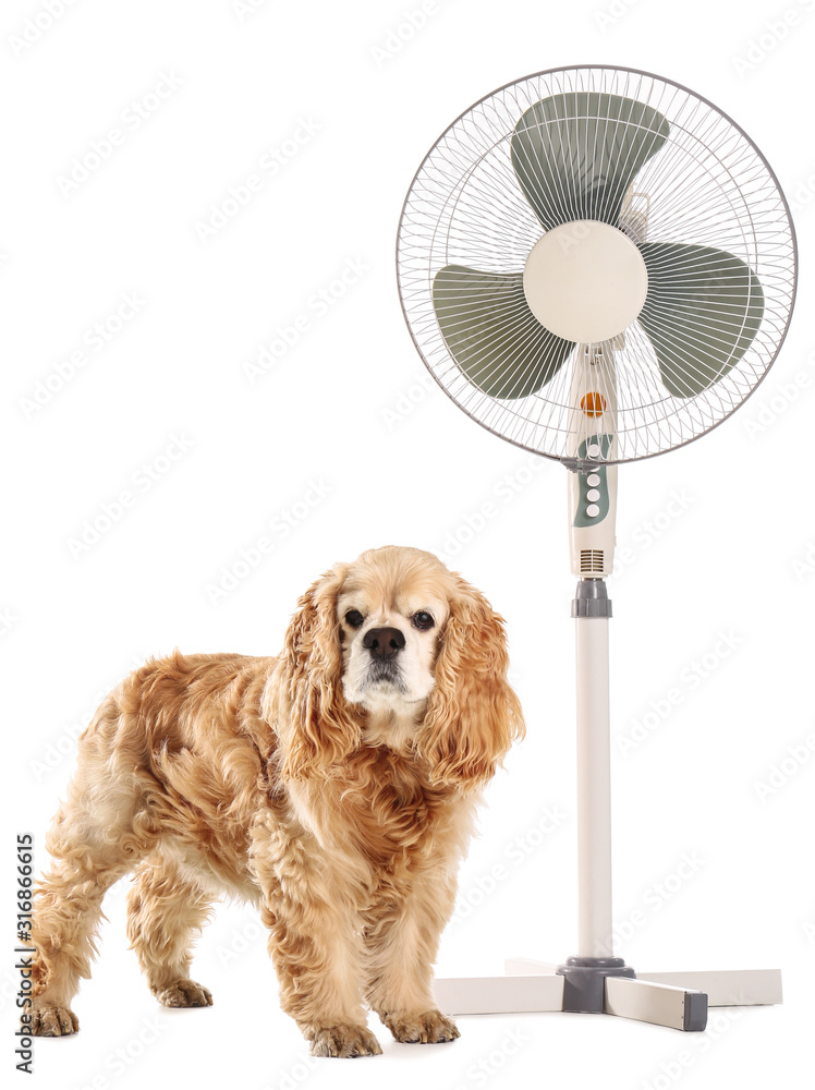 Electric fan and cute dog on white background