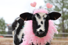 Valentines Cow