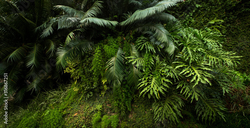 Cuadros en Lienzo Lush vegetation in a tropical forest