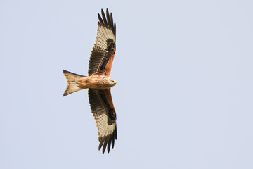 Wall Mural - Red Kite