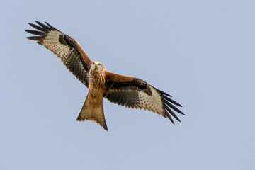 Poster - Red Kite