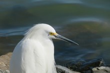 White Heron On Blue Water Background