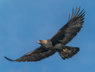 Wall Mural - Golden Eagle Soaring- A golden eagle with wings outstreteched searches for prey. Greeley, Colorado.