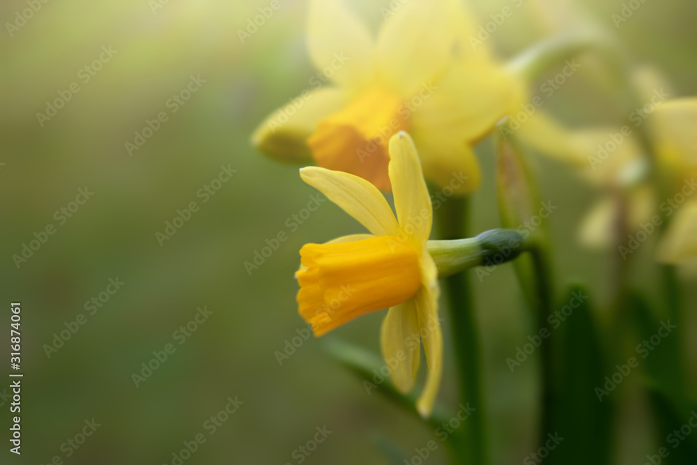 Closeup of yellow blooming daffodils on blurred green background, selective focus, copy space for text, springtime nature concept - obrazy, fototapety, plakaty 